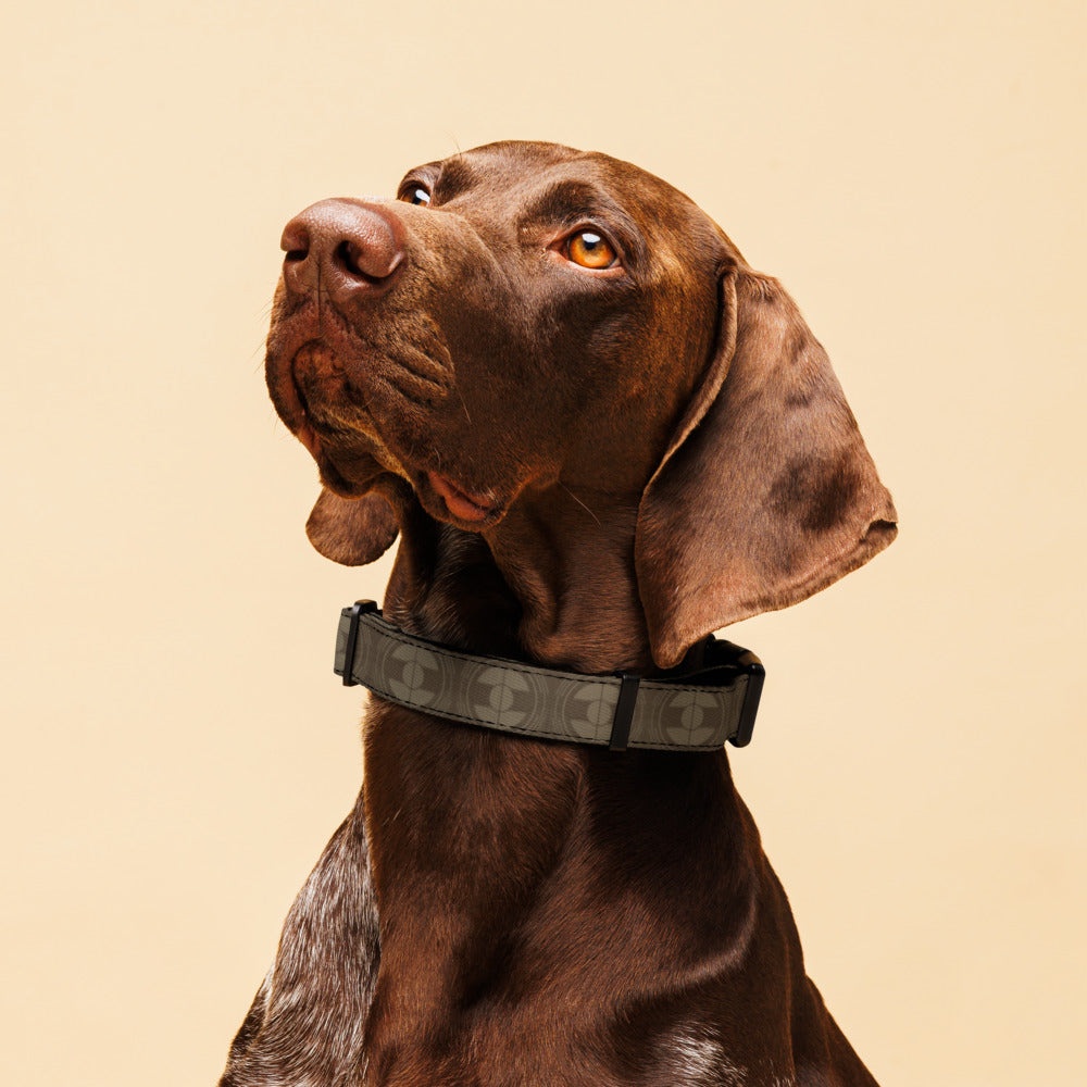Dune Pattern Pet Collar